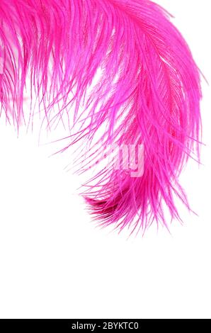 Belle Rose feather isolated on white Banque D'Images