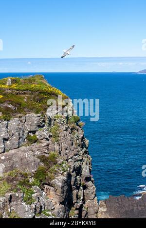 Fulmar, Fulmaris glacialis, s'éverbe dans l'air au-dessus des falaises de l'île de Handa. Sutherland, Highlands écossais, Royaume-Uni Banque D'Images