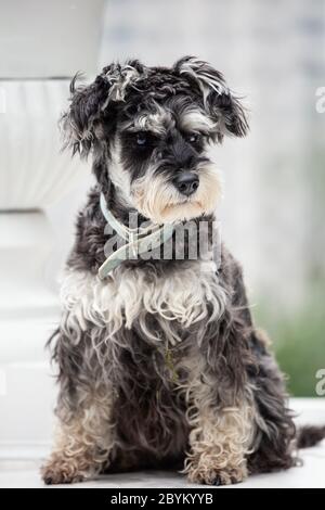 Portrait d'un schnauzer assis Banque D'Images