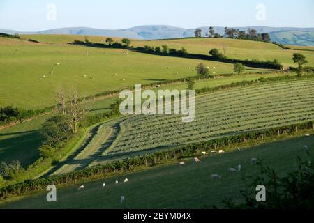 Champ paysager de campagne galloise avec des rangées d'ensilage de foin coupé en juin été Carmarthenshire pays de Galles UK KATHY DEWITT Banque D'Images