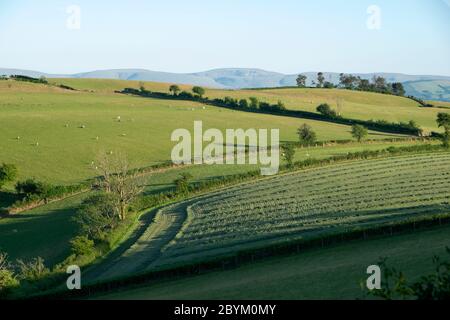 Vue sur le champ de foin fraîchement moussé avec le champ rassemblé en rangées pour l'ensilage sur la ferme dans la campagne galloise paysage de Carmarthenshire pays de Galles Royaume-Uni KATHY DEWITT Banque D'Images