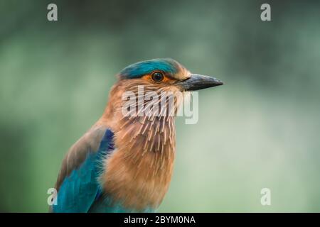 Indian Roller, Coracias benghalensis, Jhalana, Rajasthan, Inde Banque D'Images