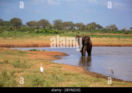 Un éléphant rouge boit de l'eau depuis un trou d'eau Banque D'Images