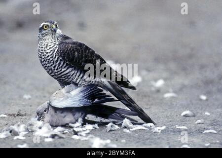 Une femme sarrowhawk a capturé une colombe de col Banque D'Images