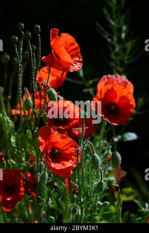 Les coquelicots rouges brillent dans la prairie sur fond sombre en format portrait Banque D'Images