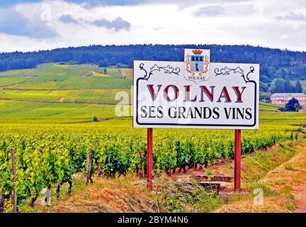 Vignobles, Volnay, Bugundy France Banque D'Images