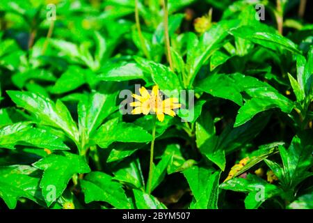 acmella oleracea. spilanthes acmella, plante de légine, paracresson, feuille verte et feuille jaune fraîche Banque D'Images