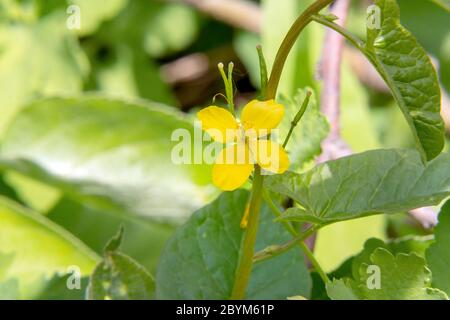 Les fleurs jaunes de la plante médicinale chélidoine est sur un fond naturel. Chelidonium. Selective focus Banque D'Images