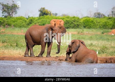 Quelques éléphants rouges sur le trou d'eau dans la savane du Kenya Banque D'Images