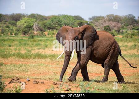 Les éléphants rouges marchent dans la savane entre les plantes Banque D'Images
