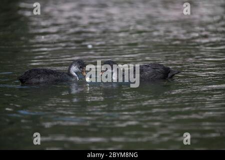 Coot ; Fulica atra ; Young avec sachet plastique ; Royaume-Uni Banque D'Images