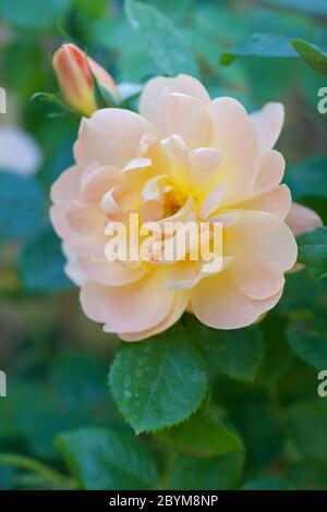 Un délicat jardin de pêche a rose en pleine floraison au printemps Banque D'Images