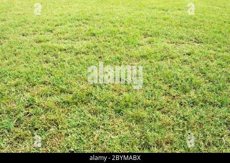 terrain de football vert herbe de surface Banque D'Images