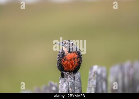 Meadowlark à queue longue; Leistes loyca; femelle; Falklands Banque D'Images