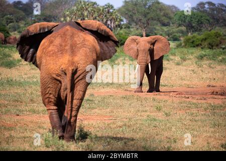 Les éléphants rouges marchent dans la savane entre les plantes Banque D'Images