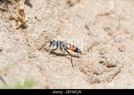 Guêpe de Digger de sable rouge; Ammophila sabulosa; été; Royaume-Uni Banque D'Images