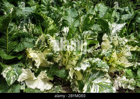 Armoracia rusticana 'Variegata' Horseradish variégé Banque D'Images