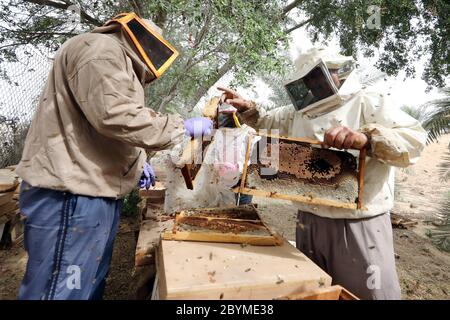 26.03.2019, Dubai, , Émirats Arabes Unis - les apiculteurs contrôlent leurs colonies d'abeilles sur une ferme. 00S190326D213CAROEX.JPG [AUTORISATION DU MODÈLE : NON, PROPRIÉTÉ RELE Banque D'Images