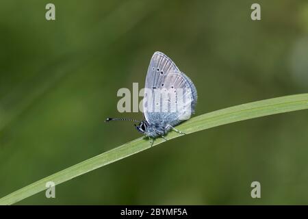 Petit papillon bleu ; Cupido minimus ; Homme ; Royaume-Uni Banque D'Images