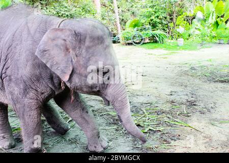 mignon jeune éléphant dans l'île de koh samui, , namuang cascade thaïlande voyage jungle Banque D'Images