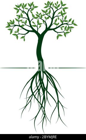 Arbre de printemps vert. Racines et feuilles. Graphique vectoriel. Illustration de Vecteur