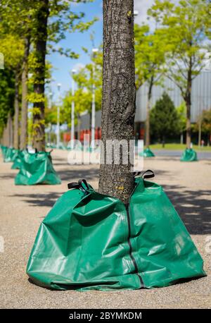 05.05.2020, Essen, Rhénanie-du-Nord-Westphalie, Allemagne - en raison de la sécheresse, les arbres de la ville sont arrosé avec des sacs d'eau pour le stockage, les sacs d'eau Banque D'Images
