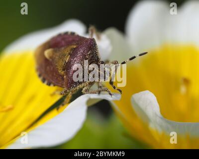 Insecte de la Lye, Dolycoris baccarum sur des fleurs d'oeuf poché Banque D'Images