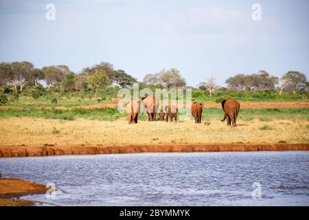 La grande famille d'éléphants rouges sur leur chemin à travers la savane kenyane Banque D'Images