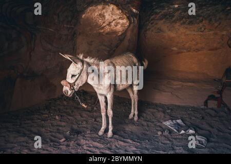 Portrait d'animaux de culture rocailleux dans le désert de l'âne, tamé, sur une laisse près d'un endroit de roche en pierre de sable. Un âne à l'intérieur des grottes creusa dans une formation de roche Banque D'Images