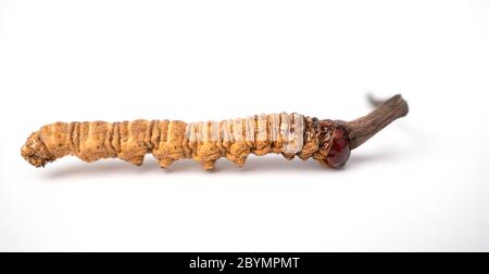 cordype sinensis ou champignon cordycep c'est une herbe sur fond isolé. Propriétés médicinales dans le traitement des maladies. National organique moi Banque D'Images