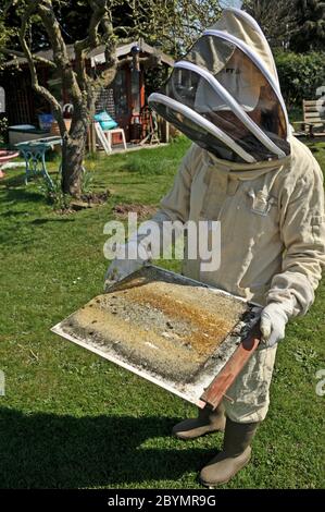 adapté au gardien d'abeilles comptant la goutte de varoa sur le sol national amovible de behinve Banque D'Images