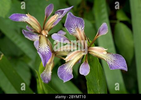 Fleur d'iris, de gladon ou de rôti de boeuf (Iris foetidissima) dans les bois, Berkshire, juin Banque D'Images