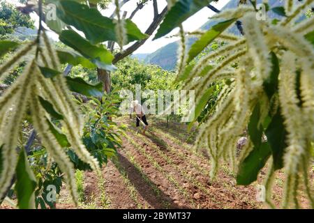 Tangshan, province chinoise de Hebei. 10 juin 2020. Un agriculteur travaille dans un champ parmi les forêts de châtaignes du canton de Dawuli, dans la ville de Qian'an, dans la province de Hebei, au nord de la Chine, le 10 juin 2020. Crédit : MU Yu/Xinhua/Alay Live News Banque D'Images