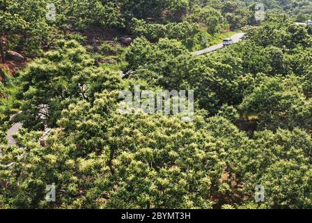 Tangshan. 10 juin 2020. La photo aérienne prise le 10 juin 2020 montre une vue sur les châtaigniers dans le canton de Dawuli, dans la ville de Qian'an, dans la province de Hebei, au nord de la Chine. Crédit : MU Yu/Xinhua/Alay Live News Banque D'Images