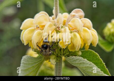 Sauge turque (Phlomis russeliana) avec un whorl de fleurs à capuchon jaunes visité par un bourdon, Berkshire, juin Banque D'Images