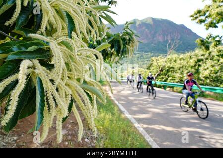 Tangshan, province chinoise de Hebei. 10 juin 2020. Les gens sont passés devant les forêts de châtaignes dans le canton de Dawuli, dans la ville de Qian'an, province du Hebei, au nord de la Chine, le 10 juin 2020. Crédit : MU Yu/Xinhua/Alay Live News Banque D'Images