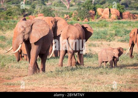 La grande famille d'éléphants rouges sur leur chemin à travers la savane kenyane Banque D'Images