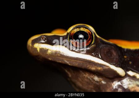 Portrait latéral Fung Frog de Fung Banque D'Images