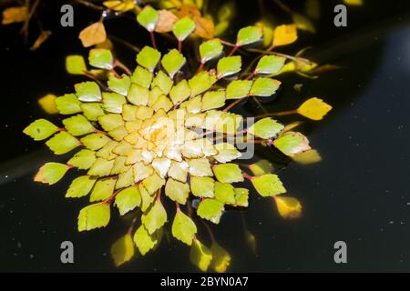 gros plan de châtaignier ou de trapa bispinosa roxb dans le marais, plante flottante Banque D'Images