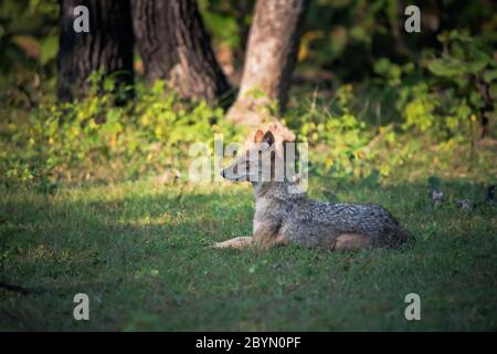 Golden Jackal assis dans l'herbe, Panna Tiger Reserve, Madhya Pradesh, Inde Banque D'Images