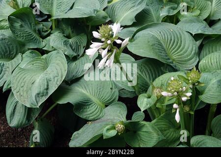 HostA 'Mississippi Delta' fleurs Plantain Lily avec de grandes feuilles dans le jardin Banque D'Images