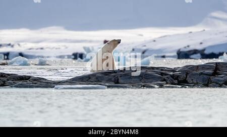 L'ours polaire mâle adulte, Ursus maritimus, sniifs l'air de Svalbard. Ces ours peuvent sentir leur proie à une distance maximale d'un kilomètre. Banque D'Images