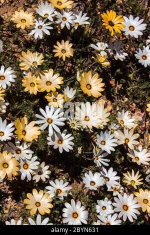 Une masse de pâquerettes africaines blanches, Osteospermum pinnatum, comme vu directement au-dessus, sur le bord de la route juste à l'extérieur de Klawer, Cap occidental, Afrique du Sud Banque D'Images