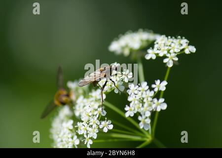 Détail d'une mouche de danse (Empis tessellata) sur une plante de persil de vache Banque D'Images