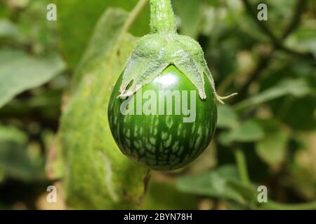 aubergine thaïlandaise fraîche dans le jardin Banque D'Images