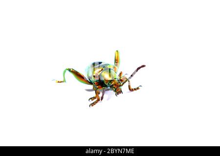sagra buqueti, insecte scarabée isolé sur fond blanc Banque D'Images