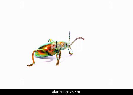sagra buqueti, insecte scarabée isolé sur fond blanc Banque D'Images