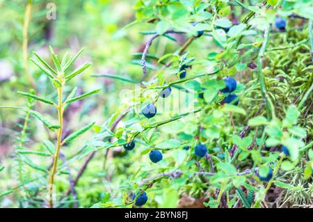 Arbustes de bleuets pleins de baies avec de la mousse en arrière-plan dans une forêt. Gros plan. Banque D'Images