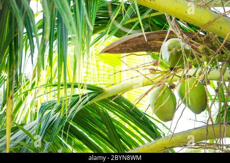 Bouquet de noix de coco vertes fraîches sur un palmier aux Maldives Banque D'Images