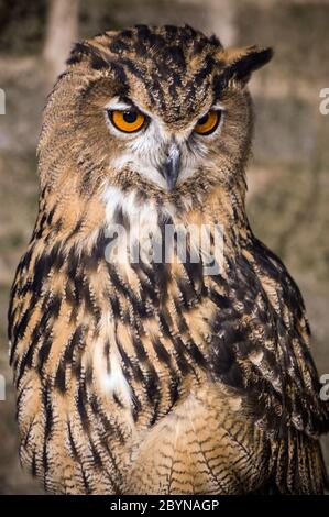 Un hibou de l’aigle européen regarde de manière quasi-inquittée quelque chose qu’il pourrait manger. Banque D'Images